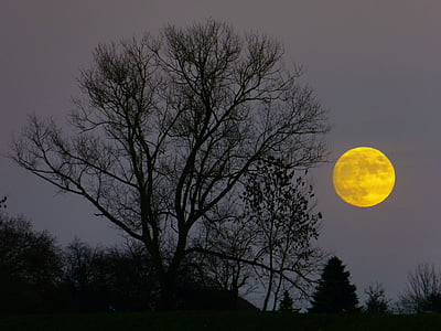 photography of bare tree during night time thumbnail