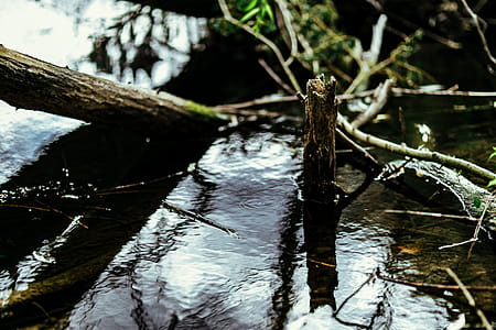 River reflection in the middle of the forest thumbnail