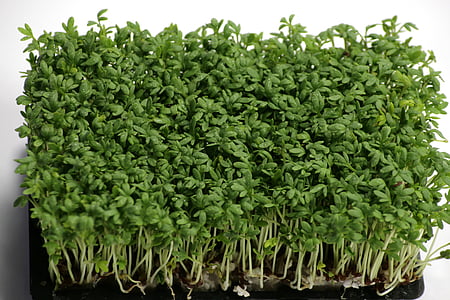 green leafed sprouts in black container thumbnail