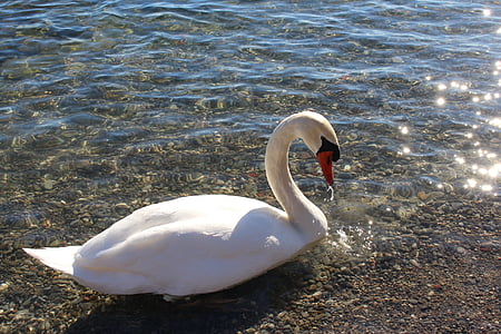 white swan on body of water during daytime thumbnail