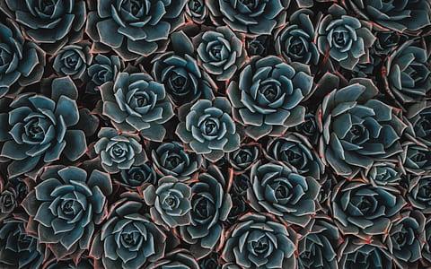 flat lay photography of Echeveria succulent plants thumbnail