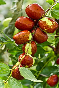 close-up photo of brown fruit thumbnail