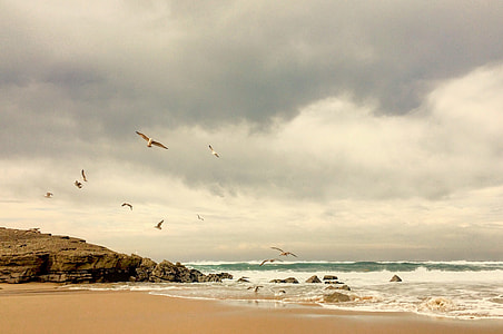 photo of a seashore with king fishers thumbnail