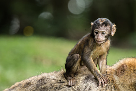 black primate riding on back of photography thumbnail