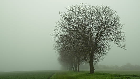 bare tree covered with fog thumbnail