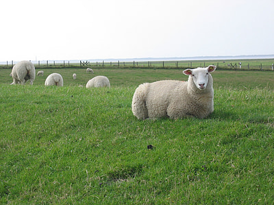 herd of sheep thumbnail