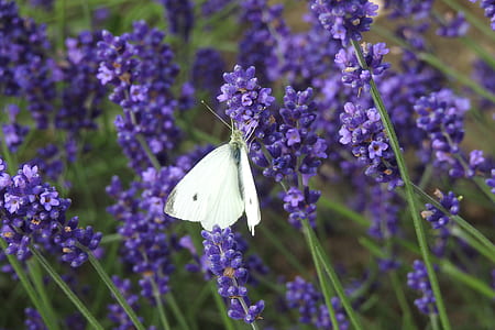 white cabbage butterfly perching on purple lavander thumbnail
