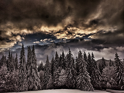 pine tree covered by snow thumbnail