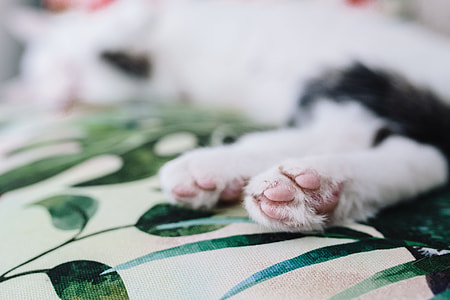 Essential element to support a wall unit - the cat thumbnail