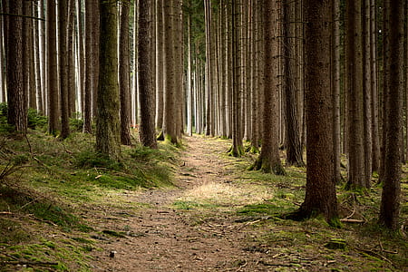 brown trees thumbnail