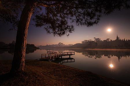 brown tree near brown wooden docking area on bodies of water thumbnail