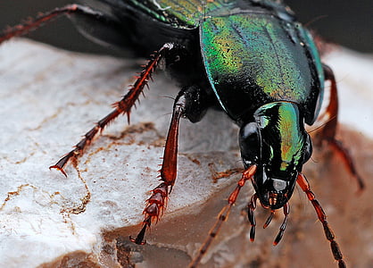 closeup photo of green beetle at daytime thumbnail