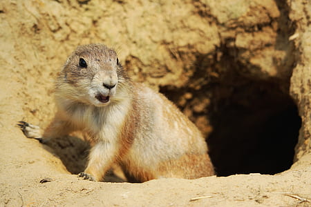 brown beaver thumbnail