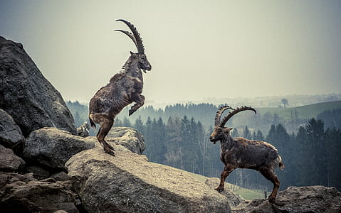 two brown goats thumbnail