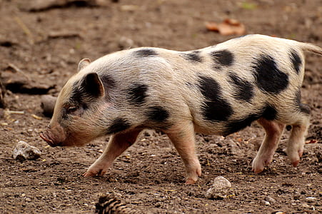 photo of wild boar piglet thumbnail