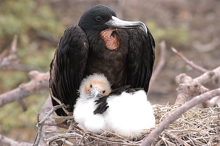 black bird on nest thumbnail