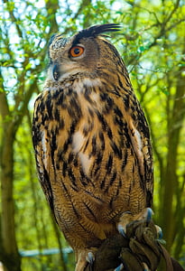 close-up photography brown owl thumbnail