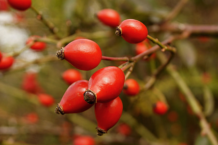selective focus photography of red fruit thumbnail