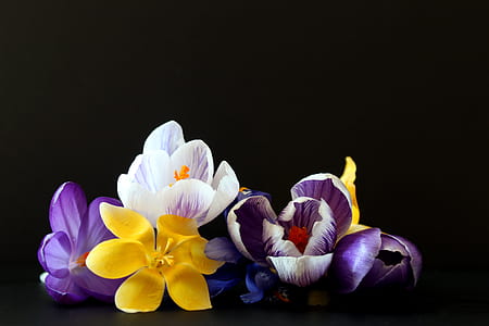 assorted-color petaled flower thumbnail