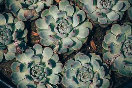 aerial photography of green leaf plants thumbnail