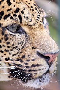 brown cheetah photo thumbnail