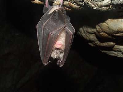 black bat hanged in cave thumbnail