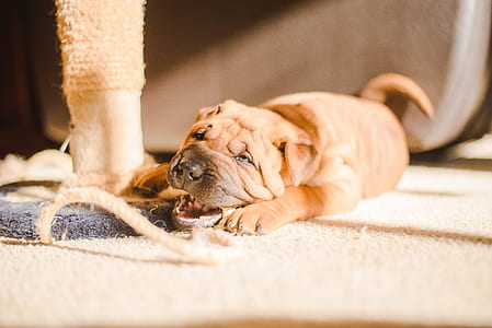 shar-pei laying on brown area rug thumbnail