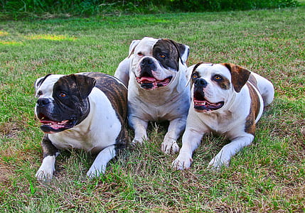 three bulldogs on ground thumbnail