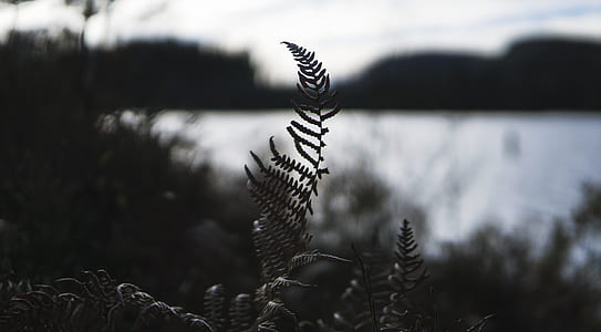 greyscale photography of fern plant thumbnail