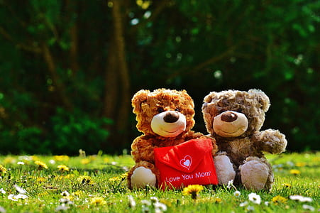 selective focus photography of brown brown teddy bears on green grass thumbnail