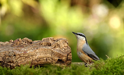 focus photography of Eurasian nuthatch thumbnail