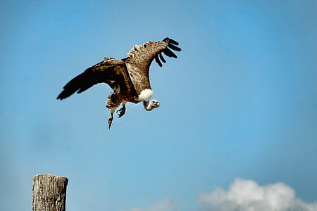 vulture flying over wooden pole thumbnail