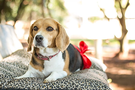 tricolor beagle lying down thumbnail