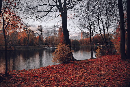 Photography of Trees Near River During Fall thumbnail
