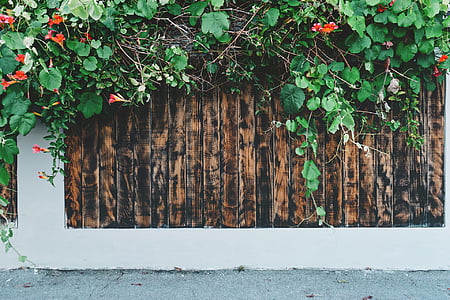 red petaled flower near brown wooden fence thumbnail