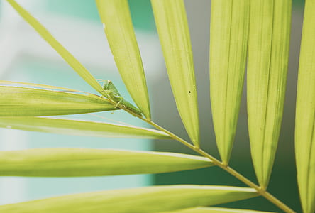 green praying mantis on green palm leaf during daytime thumbnail
