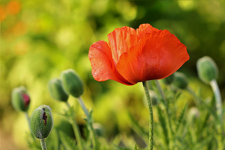 orange petaled flower in closeup photography thumbnail