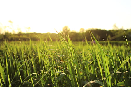 green grass thumbnail