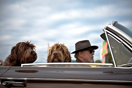 man riding on gray car with two dogs beside thumbnail
