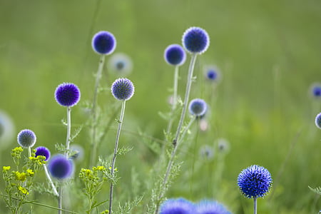 close-up photo of blue petaled flower during daytime thumbnail