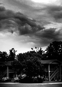 grayscale photography of tree in front of the house thumbnail