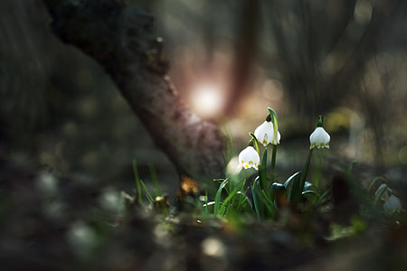 selective photography of white petaled flower thumbnail