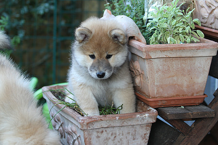 fawn Pomeranian puppy seating on the flower pot thumbnail