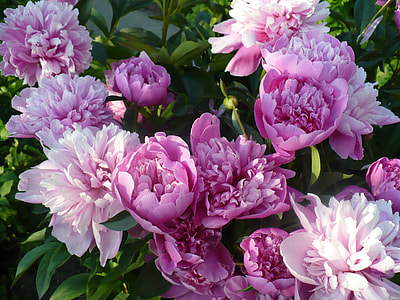 closed photo of purple petaled flowers thumbnail