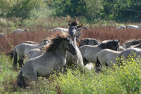 herd of gray horse on green and brown grass during daytime thumbnail