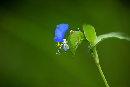 blue petaled flower in bloom thumbnail