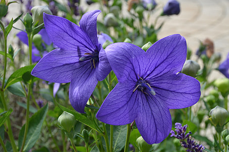 Balloon Flower, Chinese Bellflower thumbnail