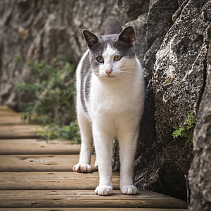 selective focus photography of white-and-gray cat near stone wall thumbnail