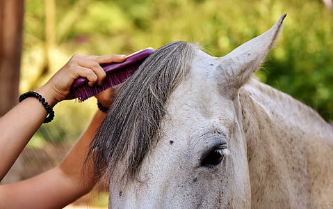 person combing hair of horse thumbnail