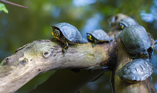 Gray Turtles Crawling on Tree Brunch thumbnail